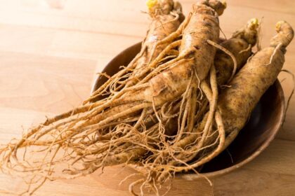 Friss ginseng gyökerek egy fából készült tálban, világos háttér előtt.
