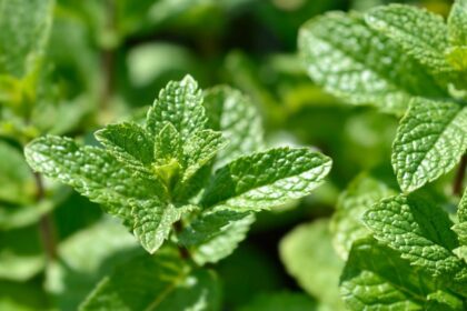 Friss fodormenta levelek, zöld színű, egészséges növények, amelyek a hormonháztartás támogatására is alkalmasak.