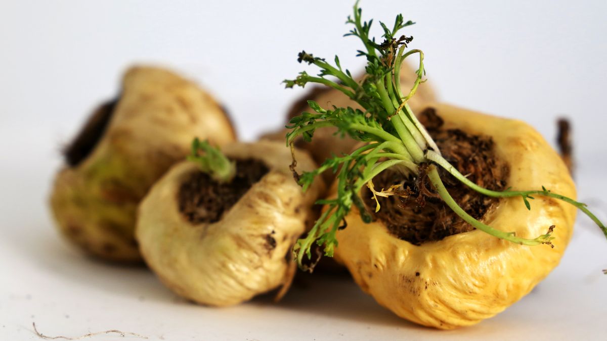 A maca gyökér, világos háttér előtt, zöld hajtásokkal és barna gyökerekkel.