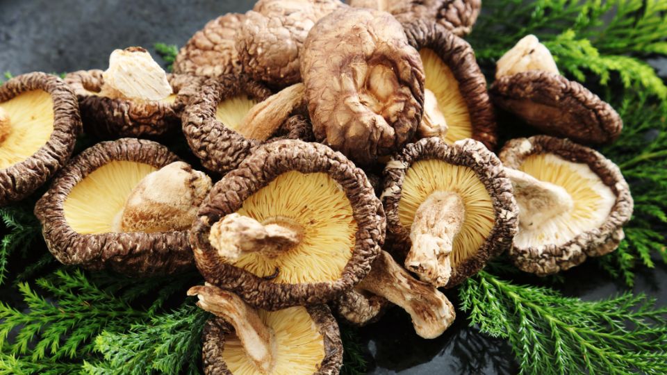 Friss shiitake gombák, barna kalapokkal és világos belsejükkel, zöld fenyőágakon.