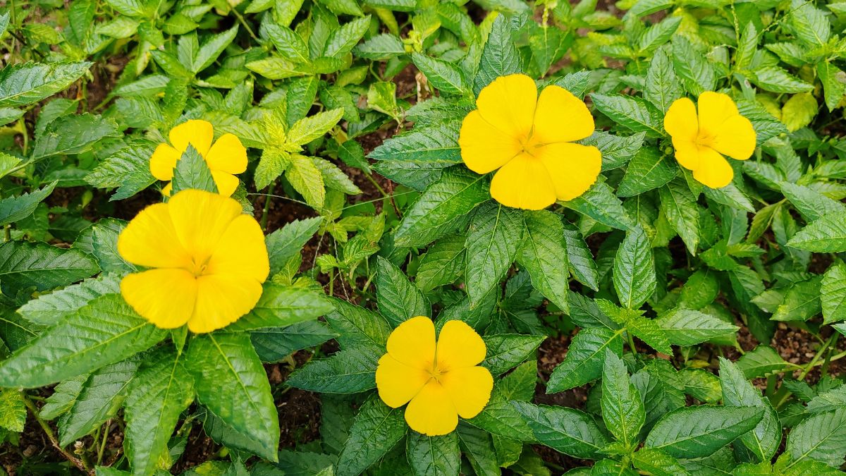 Sárga virágokkal díszített damiana növény levelei, zöld háttérrel.