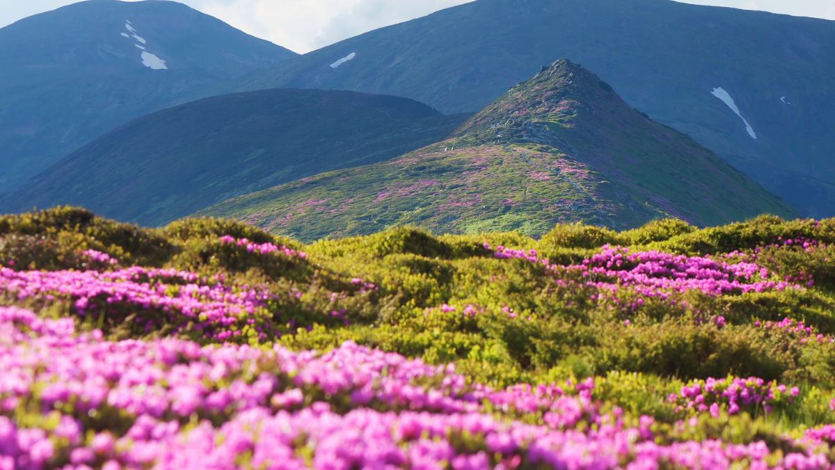 Színes virágokkal borított hegyoldal, háttérben zöld dombokkal.