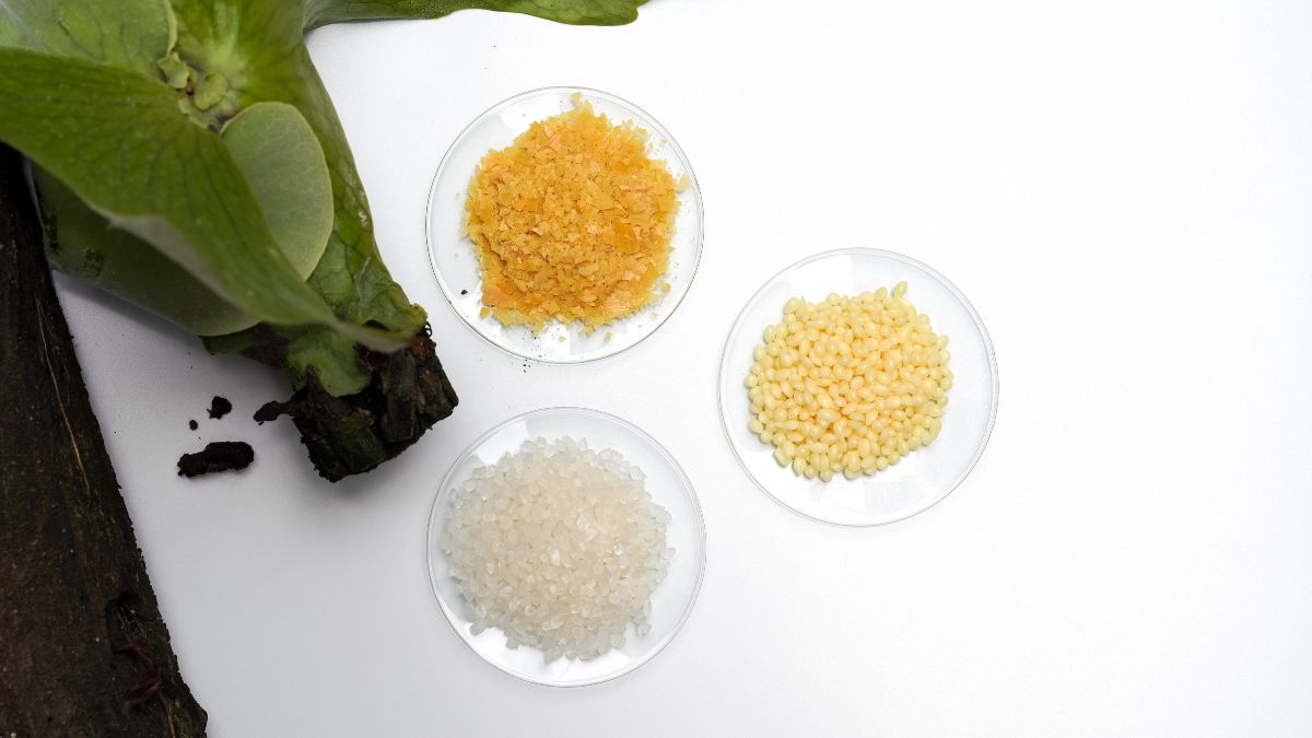 Három különböző színű carnauba viasz minta üvegtálcákon, zöld levél mellett.