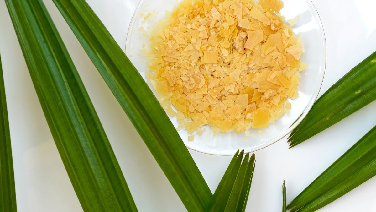 Carnauba viasz apró, sárgás darabokban egy üvegtálban, zöld pálmalevelek körül.