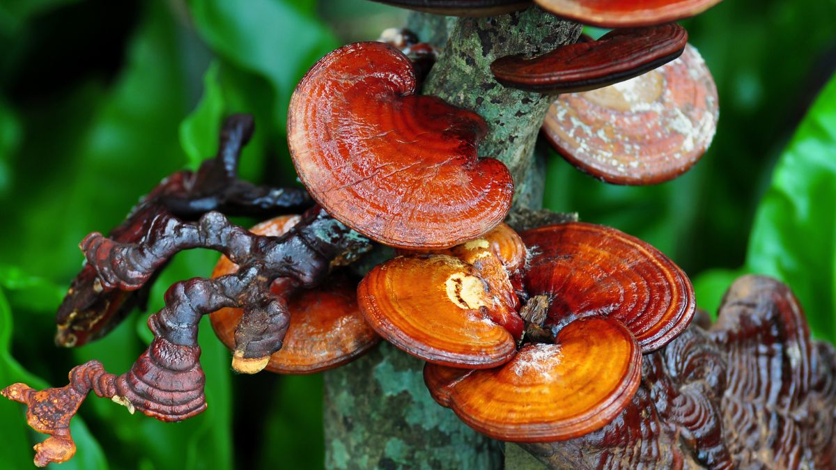 Pecsétviaszgomba (Ganoderma lucidum) élénk színű példányai egy fán, zöld háttér előtt.