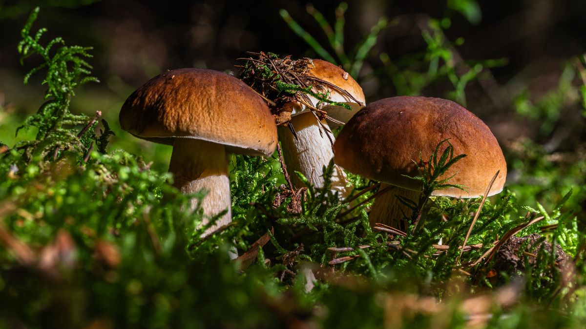 Három gomba nő a zöld mohás talajon, napfényben csillogva.