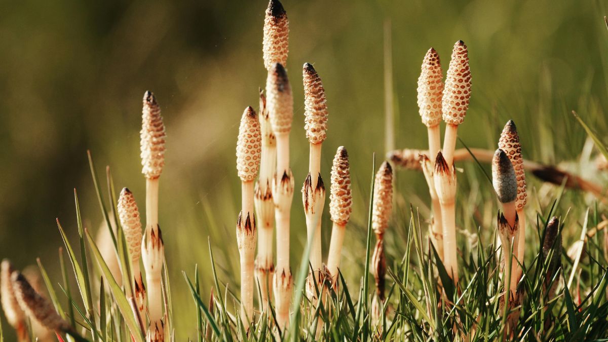 Mezei zsurlók csoportja zöld fűben, a növények szárai és tobozai jól láthatóak.