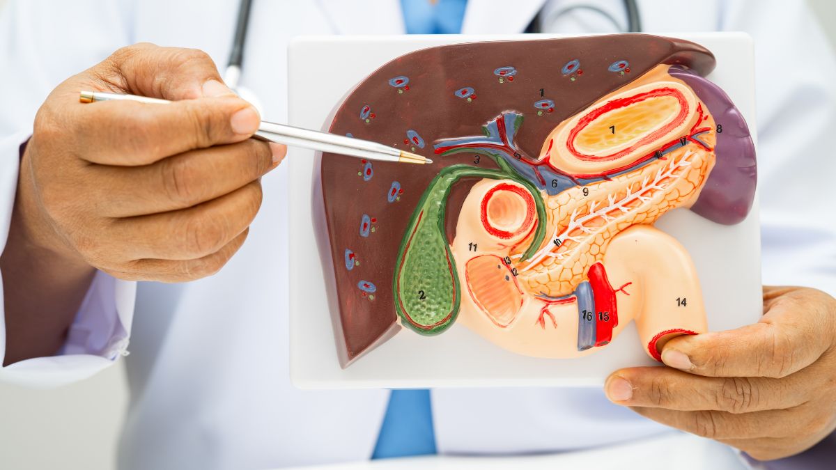 Orvosi modell a lépről, amely bemutatja annak anatómiáját és funkcióit.