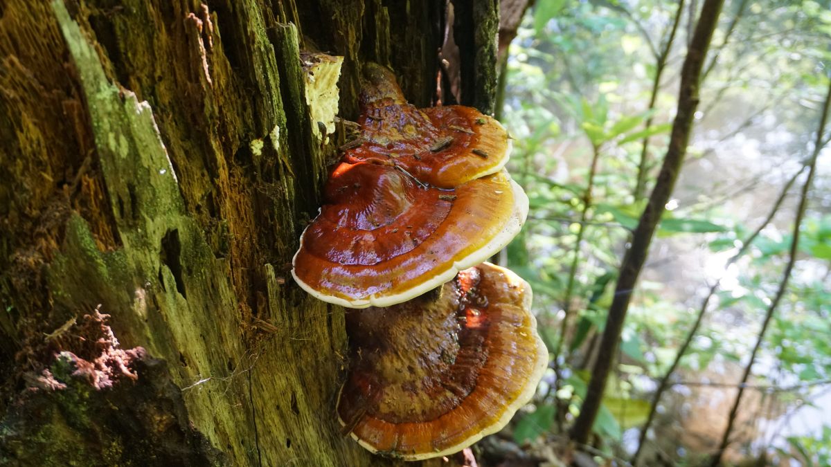 Pecsétviaszgomba (Reishi) nő egy fán, zöld növényzet között, természetes környezetben.