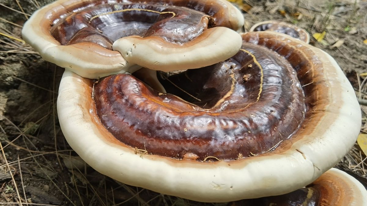 A reishi gomba, Ganoderma lucidum, barna és fehér színű, sima felületű, természetes környezetben.