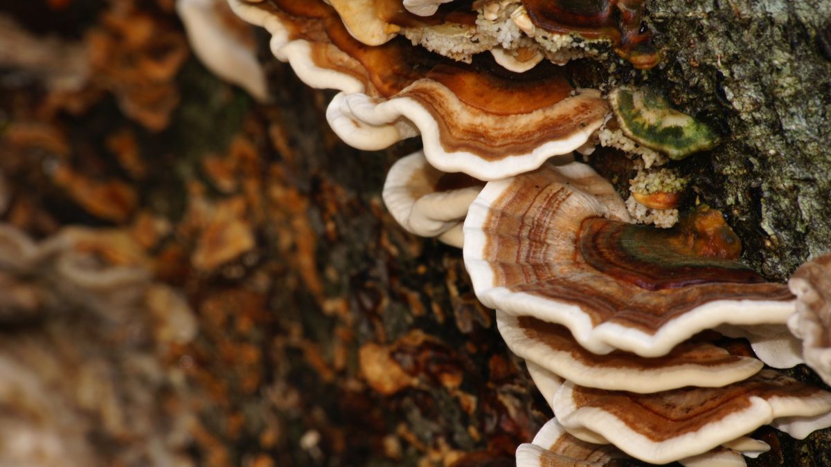 A reishi gomba jellegzetes, rétegzett kalapjai fák kérgén nőnek.