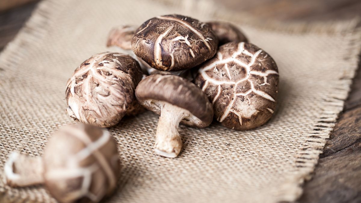 Friss shiitake gombák egy vászon textílián, természetes környezetben.