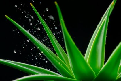 Friss aloe vera levelek vízcseppekkel, gyulladáscsökkentő hatással.