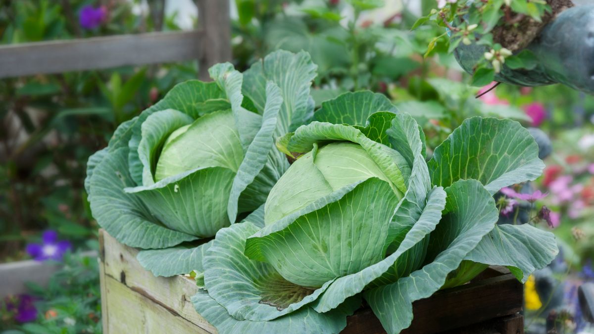 Friss, zöld káposzták egy fából készült ládában, virágos háttérrel.
