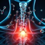 Koffein hatása a pajzsmirigy hormontermelésére és működésére.