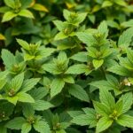 Zöld rezeda levelek szoros csoportban, természeti háttérrel.