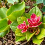 Caralluma Fimbriata növény gyönyörű virágai és levelei