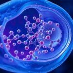 Mitokondriumok és energiamolekulák az sejtekben