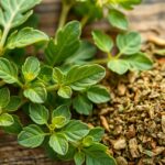 Friss oregánó levelek és szárított oregánó fűszer egy fakanálon.