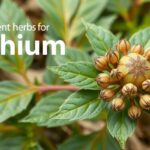 Szilfium gyógynövény virágai és levelei közelről