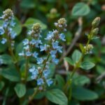Orvosi veronika virágok, gyógyhatások és felhasználási módok