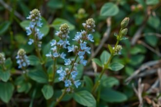 Orvosi veronika virágok, gyógyhatások és felhasználási módok