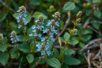 Orvosi veronika virágok, gyógyhatások és felhasználási módok