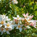 Fehér akác virágai, egészséges és környezetbarát hatásokkal.