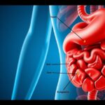 Az emberi emésztőrendszer ábrázolása a gyomorral és beleggel.