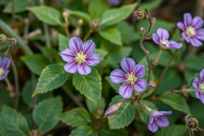 Papsajt málya virágai, gyógyító hatások felfedezése