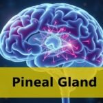 A tobozmirigy szerepe az emberi agyban, egészségi hatásai.