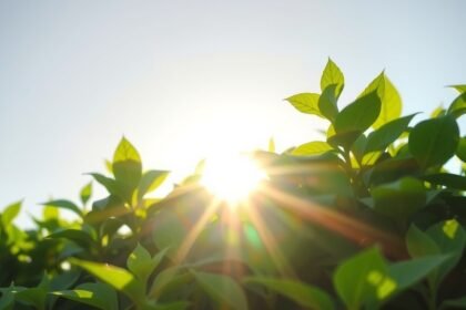 Zöld levelek a napfényben, a klorofill erejét bemutatva.