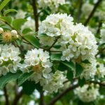 Hársfa virágai, amely a gyógyító hatásairól ismert.