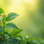 A damiana növény, Turnera diffusa, virágzó ágakkal és zöld levelekkel.