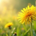 Pitypang virág a napfényben, egészséges gyógynövény