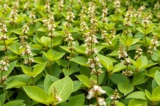 Keserűfű növény, fehér virágokkal és zöld levelekkel.