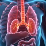 Az emberi tüdő anatómiai ábrázolása