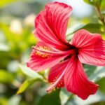 Hibiszkusz virág, a természet erejének jótékony képviselője