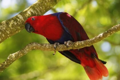 Színes papagáj egy ágon, zöld háttérrel