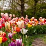 Különböző színű tulipánok virágzás közben tavaszi kertben.