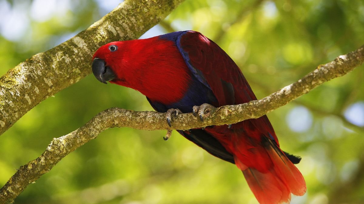 Színes papagáj egy ágon, zöld háttérrel