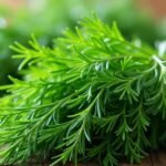 Friss kapor levelek közelről, zöld színű fűszer