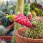 Színes kaktusz virágzás a cserépben, kevés gondozást igénylő növény.