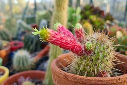 Színes kaktusz virágzás a cserépben, kevés gondozást igénylő növény.